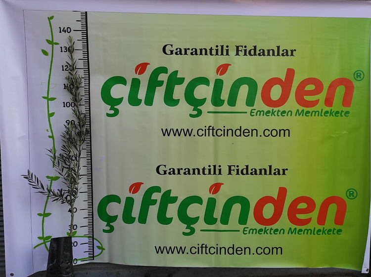TÜPLÜ AŞILI GEMLİK ZEYTİN FİDANI