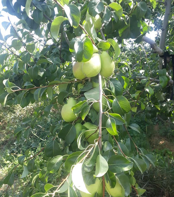 SANTA MARİA ARMUT AŞILI TÜPLÜ FİDAN