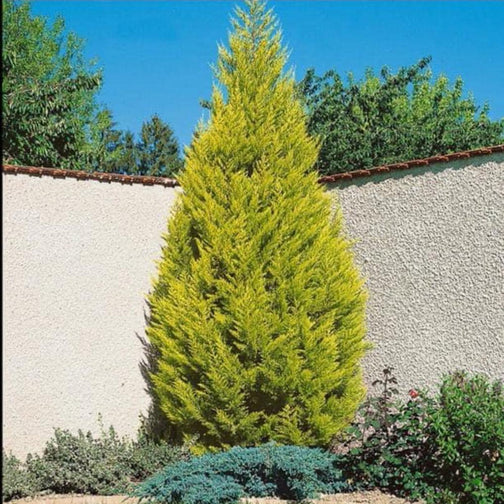 TÜPLÜ LİMON ÇAMI  KOKULU LİMON SERVİ FİDANI 70 CM