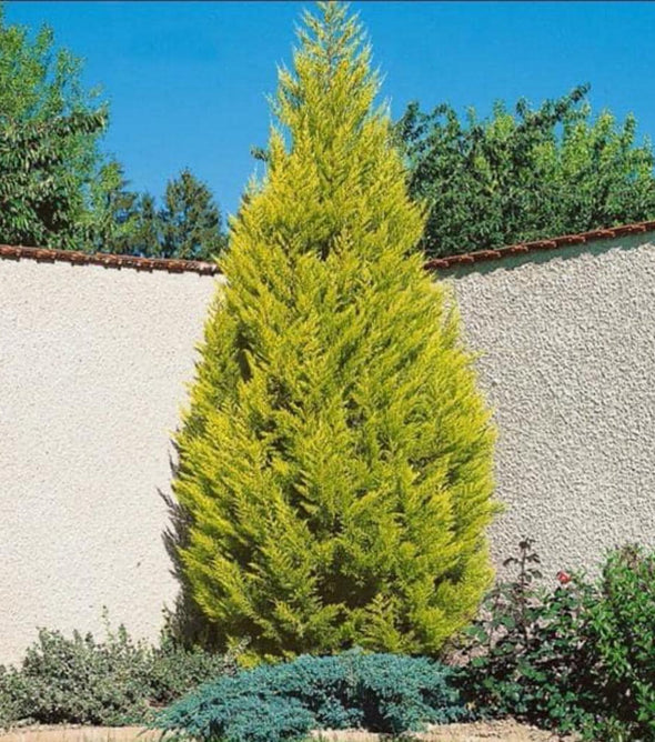 TÜPLÜ LİMON ÇAMI  KOKULU LİMON SERVİ FİDANI 70 CM
