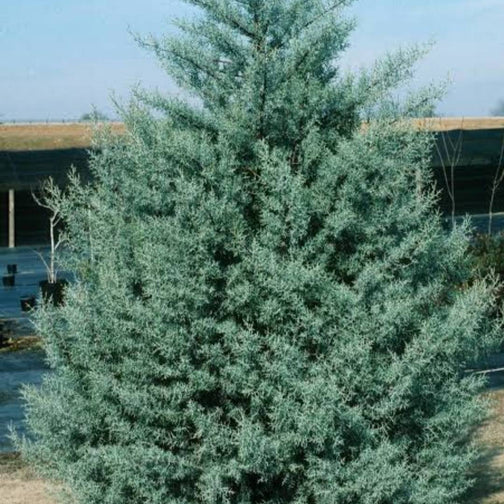 TÜPLÜ MAVİ ARİZONA SERVİ FİDANI 120 cm