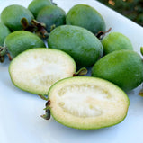 KAYMAK AĞACI (Ananas Guava)  FİDANI