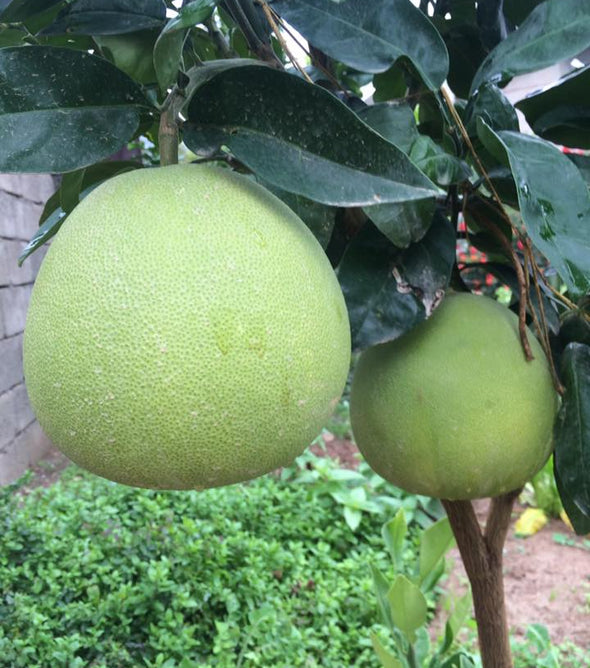 POMELO KAVUN GREYFURT (ŞADOK & ÇİN GREYFURTU) TÜPLÜ FİDAN