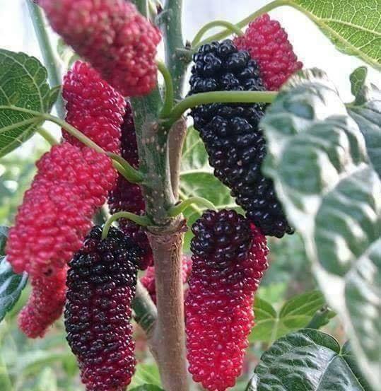 AVUSTRALYA YEDİVEREN SİYAH DUT FİDANI  AŞILI TÜPLÜ FİDAN 2 YAŞ 1.5 MT