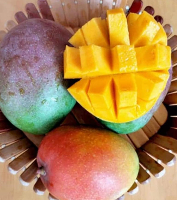 ÖZEL TÜR|  AŞILI TÜPLÜ KEİTT CİNSİ MANGO FİDANI