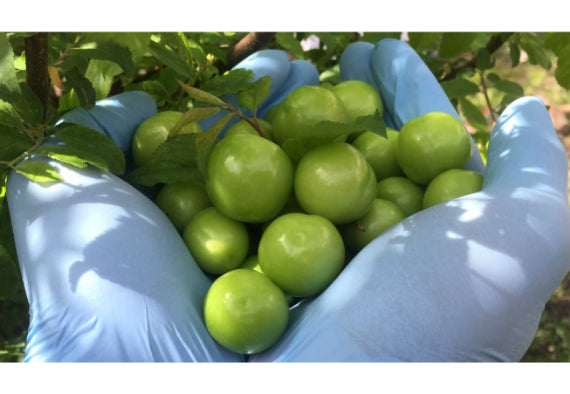 300 GRAM BADEM ÇAĞLASI & 300 GRAM CAN ERİK PAKETİ - ÜCRETSİZ KARGO