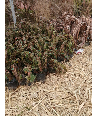 YEDİVEREN DİKENSİZ KARA BÖĞÜRTLEN 3 YAŞ  TÜPLÜ