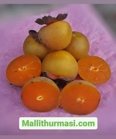 MALLİT HURMASI ( YEŞİL HURMA, KIŞ HURMASI) FİDANI