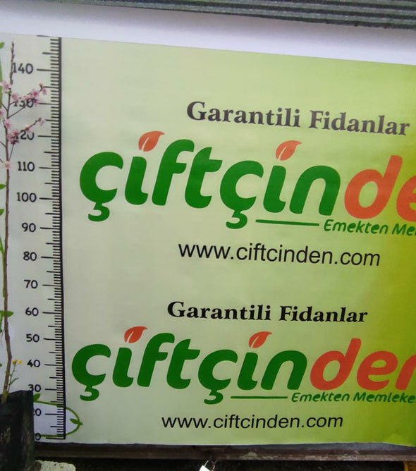 UFO YASSI ŞEFTALİ FİDANI AŞILI TÜPLÜ