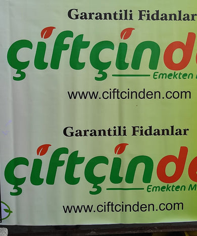 İRİ MEYVELİ SARI ALIÇ FİDANI TÜPLÜ AŞILI FİDAN