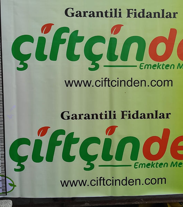İRİ MEYVELİ SARI ALIÇ FİDANI TÜPLÜ AŞILI FİDAN