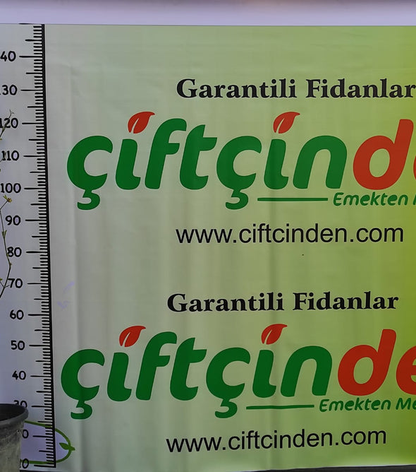 AŞILI KIZILCIK FİDANI (15 LİTRELİK SAKSIDA) 10 ADET