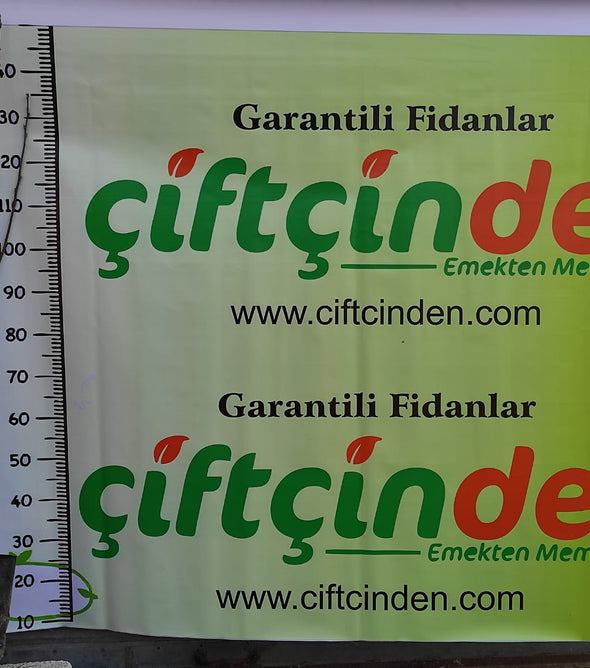 HANA FUYU AŞILI TÜPLÜ FİDAN 2 YAŞ 1.5 MT