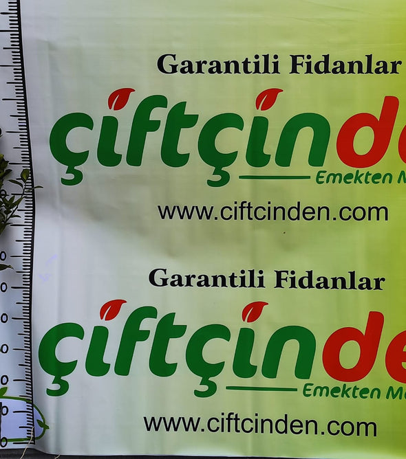 W MURCOT MANDALİNA TÜPLÜ FİDANI Çiftçinden