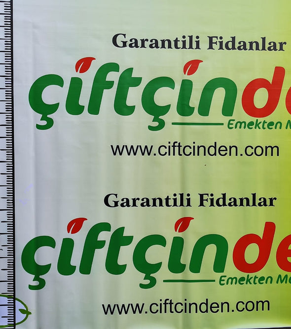 KOKULU DEFNE AĞACI FİDANI TÜPLÜ 2 YAŞ 1.4 MT