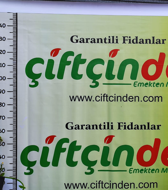 AŞILI TÜPLÜ Harbiye Çikolatalı Hurması Fidanı 2 YAŞ 1.5 MT