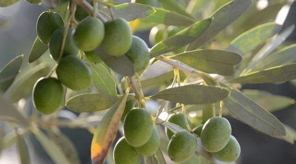TÜPLÜ AŞILI GEMLİK ZEYTİN FİDANI